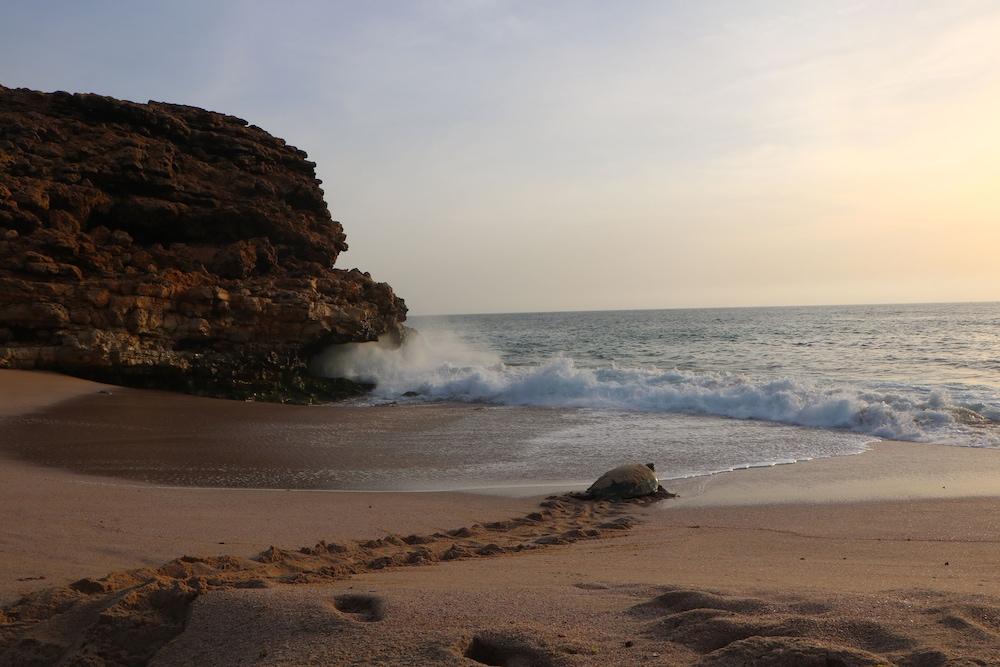 Ras Al Jinz Turtle Reserve Al Hadd Ngoại thất bức ảnh