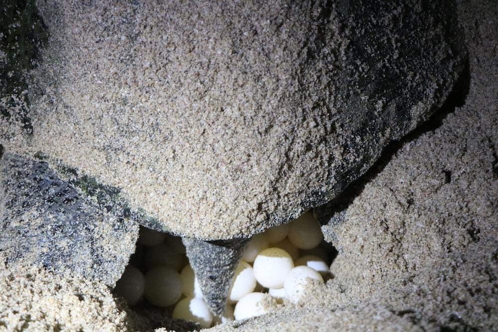Ras Al Jinz Turtle Reserve Al Hadd Ngoại thất bức ảnh