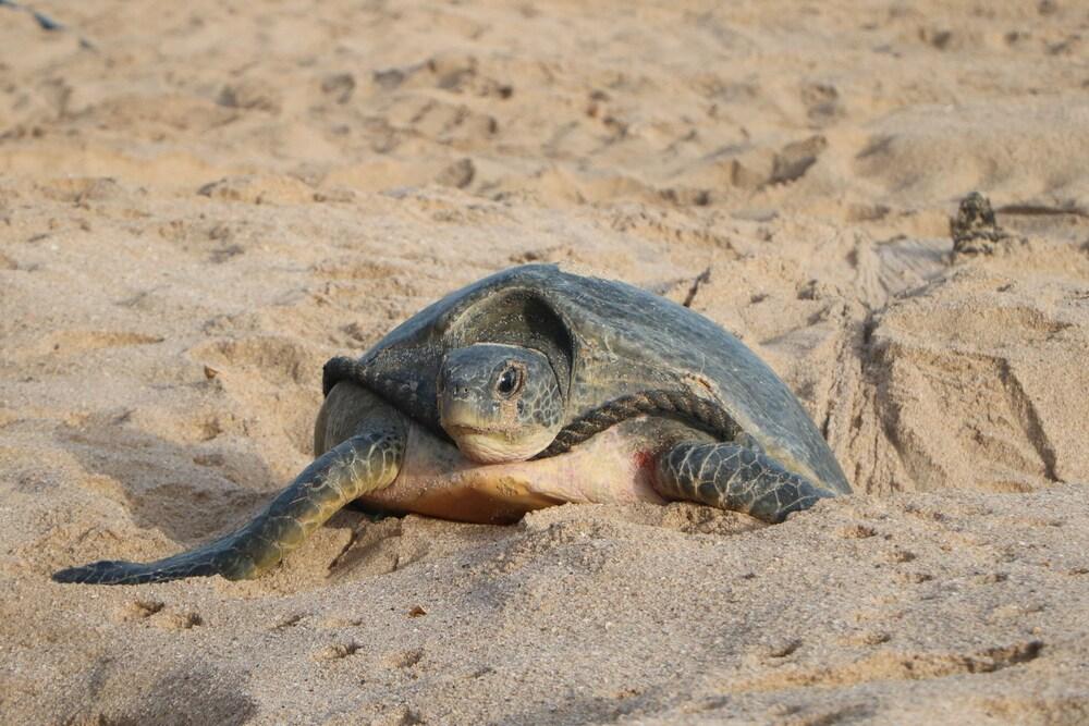 Ras Al Jinz Turtle Reserve Al Hadd Ngoại thất bức ảnh