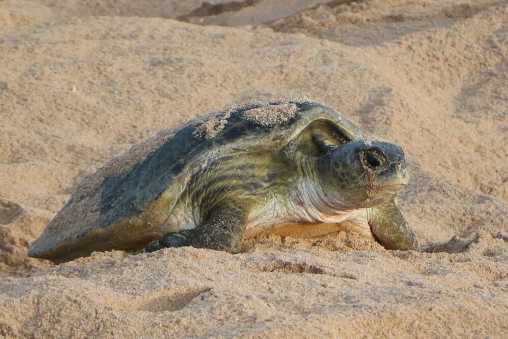 Ras Al Jinz Turtle Reserve Al Hadd Ngoại thất bức ảnh