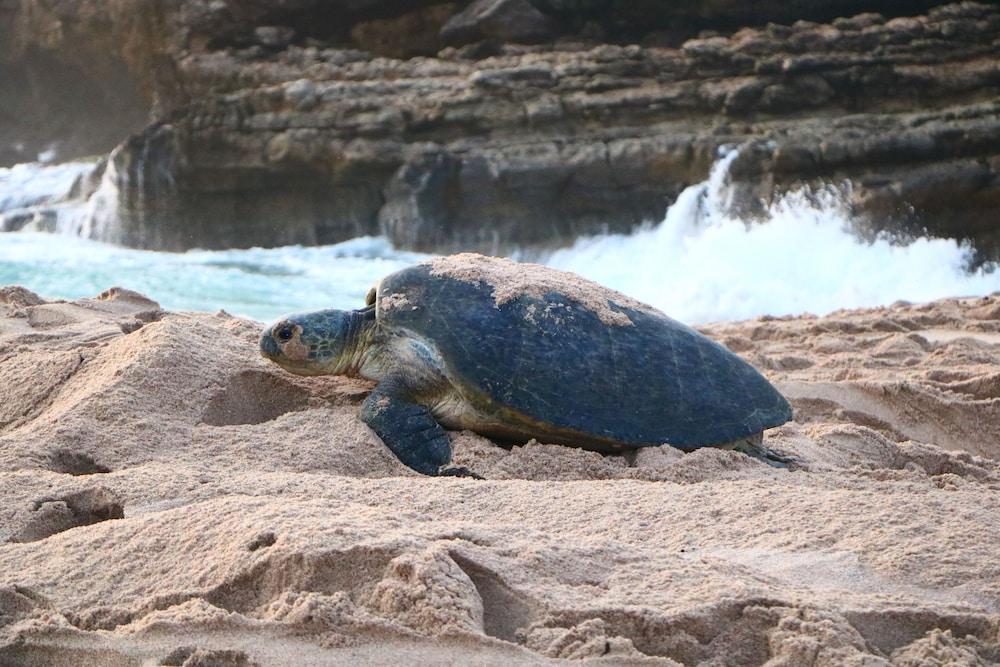 Ras Al Jinz Turtle Reserve Al Hadd Ngoại thất bức ảnh