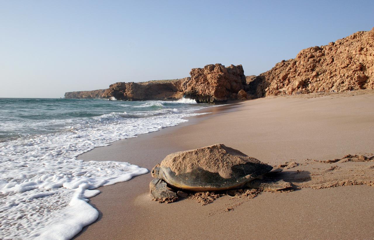 Ras Al Jinz Turtle Reserve Al Hadd Ngoại thất bức ảnh